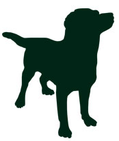 dog-jump