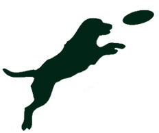 dog-jump